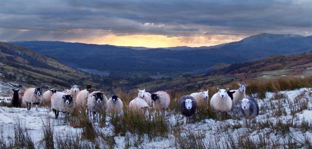 Herdwick sheep