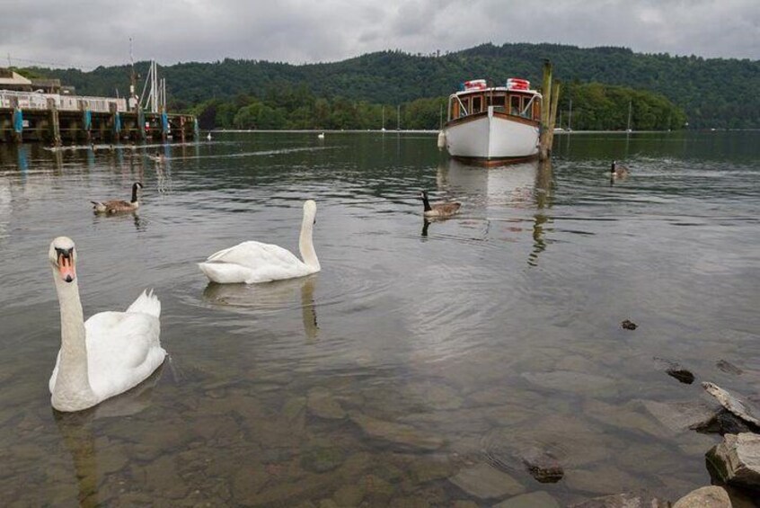 Swans on Lake Windermere 