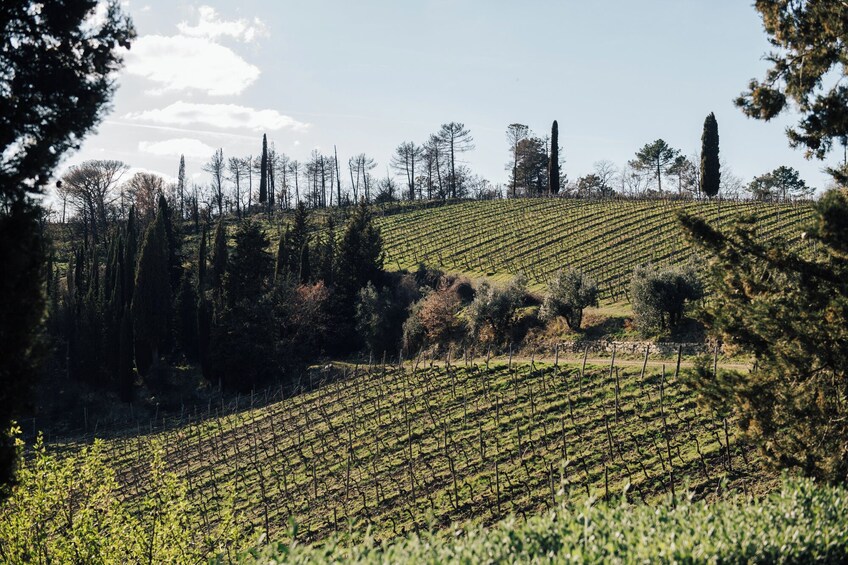 Wine Experience In Chianti Hills & Radda In Chianti