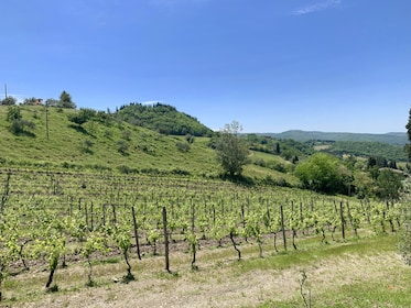 Wine Experience In Chianti Hills from Florence