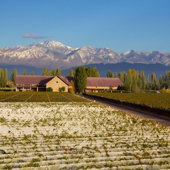 Malbec Experience Wine Full-Day Tour to Mendoza from BsAs