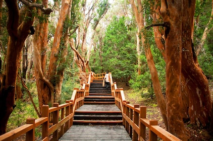 Bariloche Victoria Insel und Arrayanes Wald