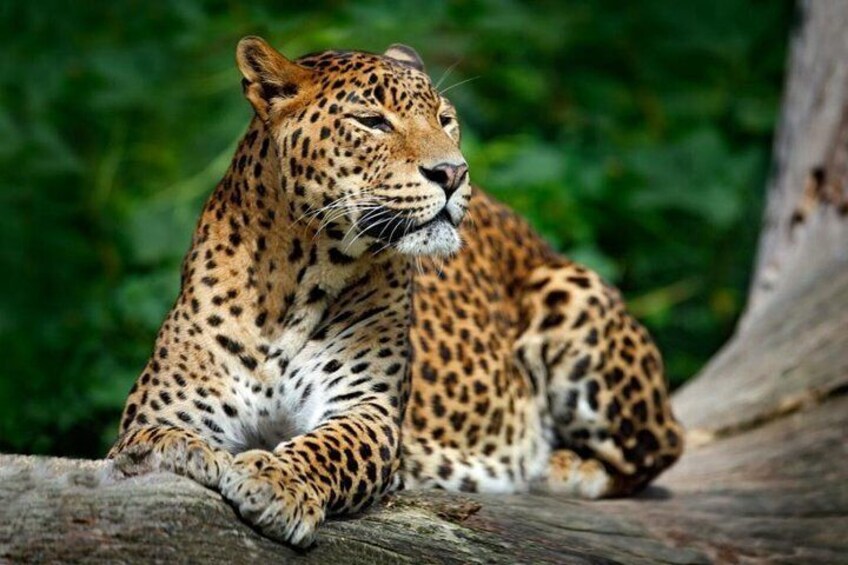 Leopard at Yala National Park 