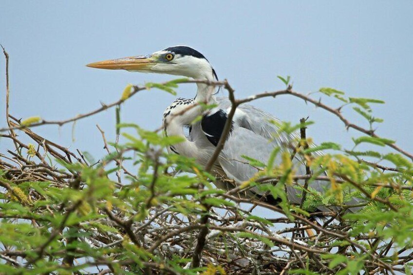 Bundala National Park