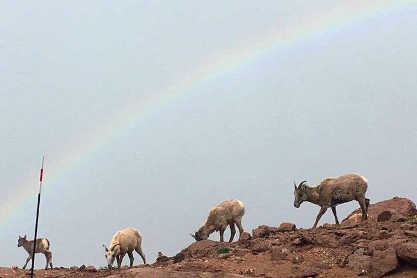 Beautiful big horn sheep under a magical rainbow on our Pikes Peak Tour.