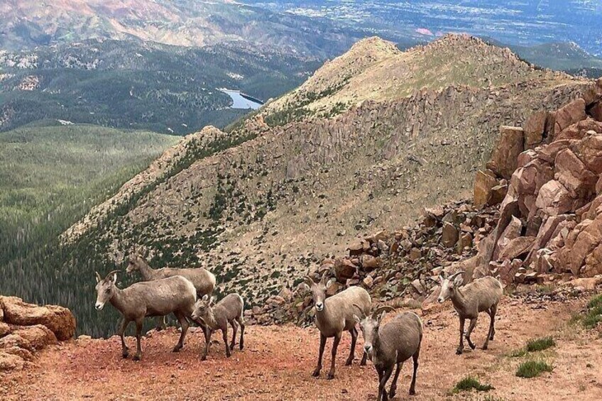 Pikes Peak Jeep Tours