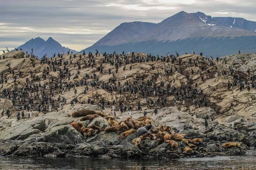 USHUAIA: Sailing Beagle Channel - Isla de los Lobos and Bridges  Islands