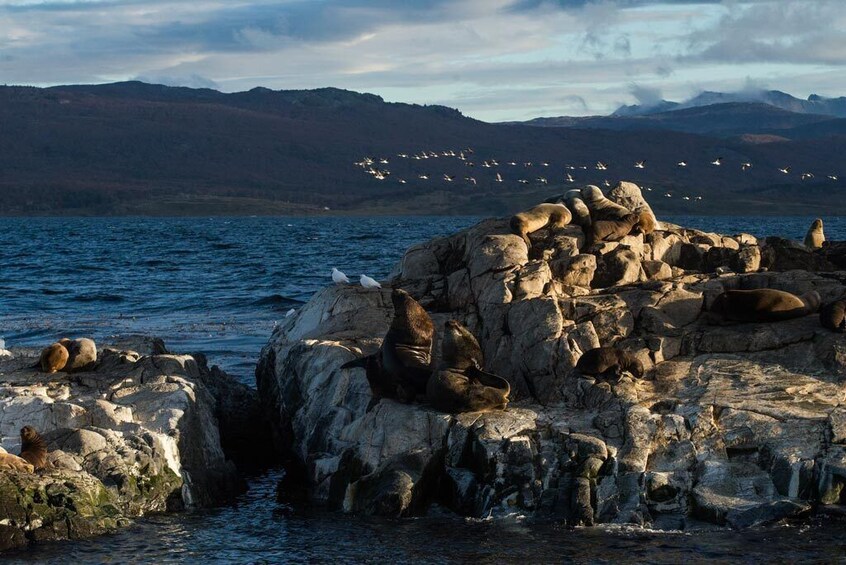 USHUAIA: Sailing Beagle Channel - Isla de los Lobos and Bridges  Islands