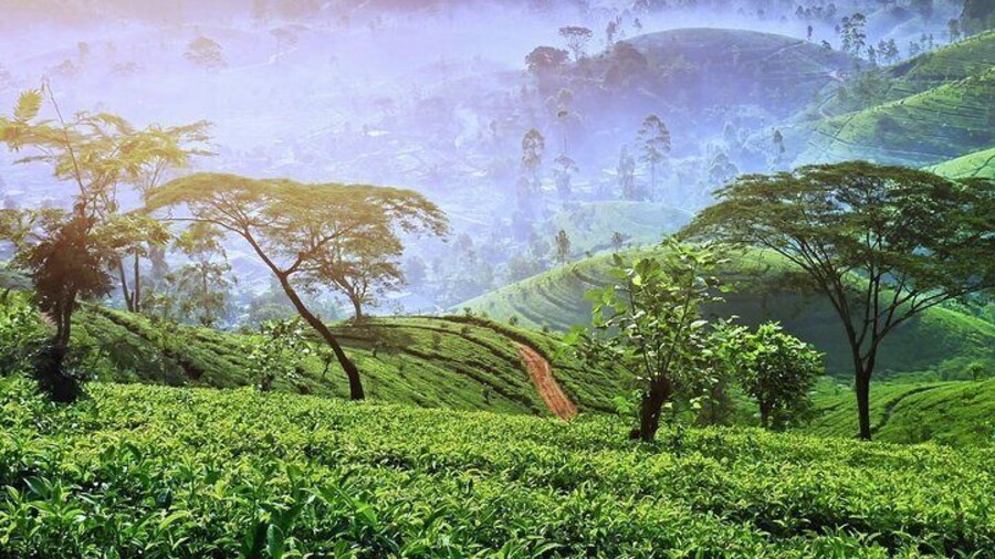 Nuwara Eliya Tea Estate