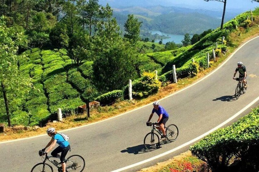 Cycling in Kandy Tea Fields