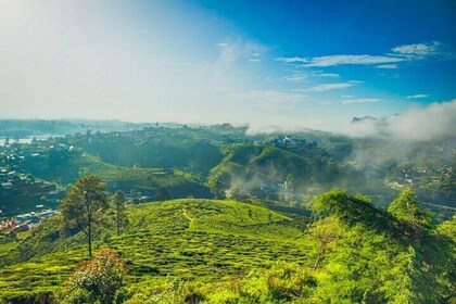 Single Tree Hill Hike from Nuwara Eliya