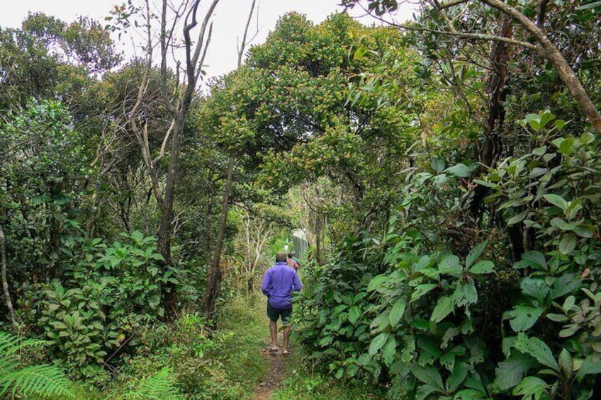 Hike to Single Tree Hill in Nuwara Eliya