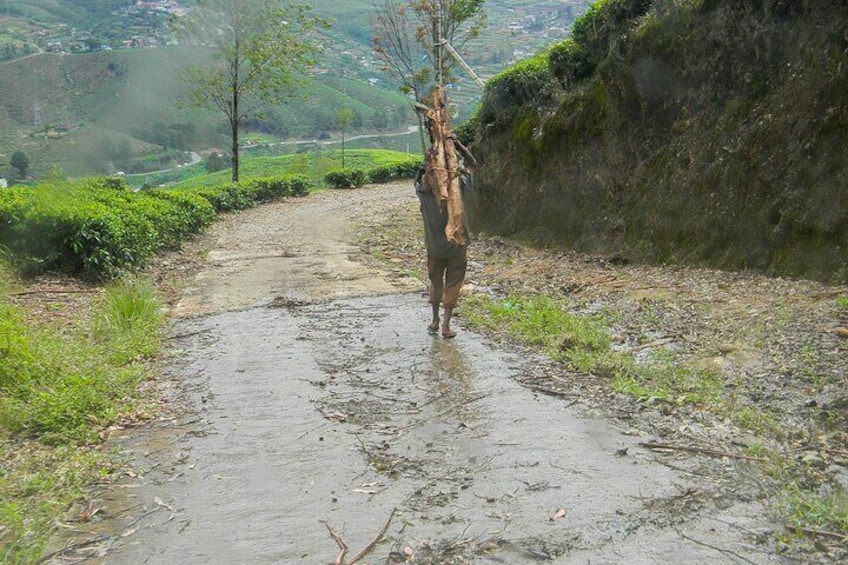 Hike to Single Tree Hill in Nuwara Eliya