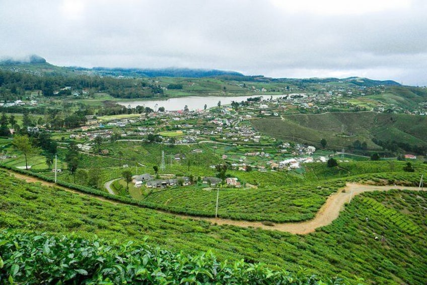 Hike to Single Tree Hill in Nuwara Eliya