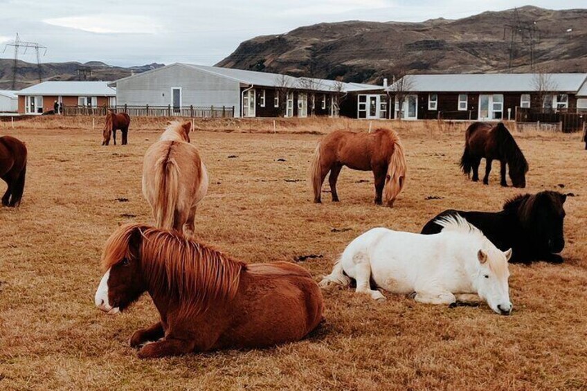 The Siggi Tour from Reykjavík: 1.5 to 2-Hour Ride