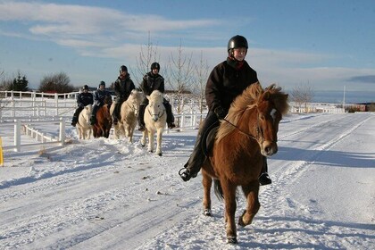 The Siggi Tour from Reykjavík: 1.5 to 2-Hour Ride