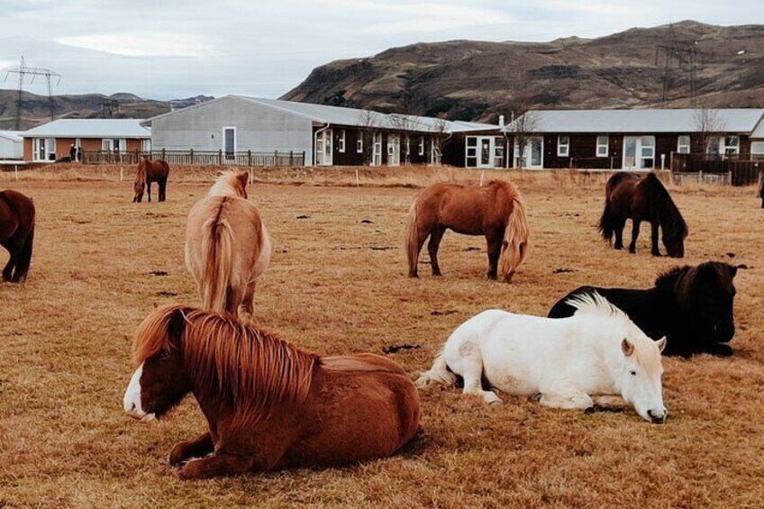 The Heritage Tour from Reykjavík: 1.5 to 2-Hour Ride