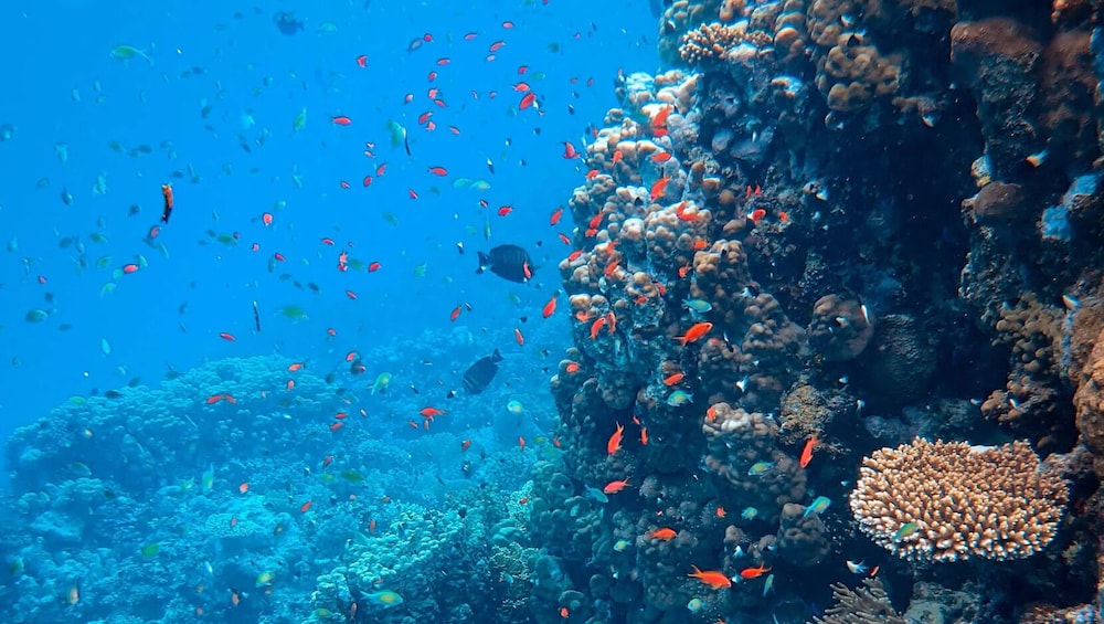 Morning Sail & Snorkel Tour