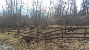 Small-Group Libearty-Liberty Bear Sanctuary Trip from Brasov