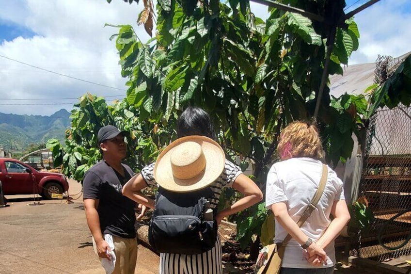 Tasting Cacao at Waialua Sugar Mill