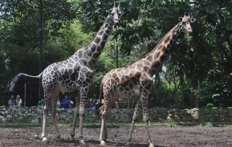 Zoo Melaka
