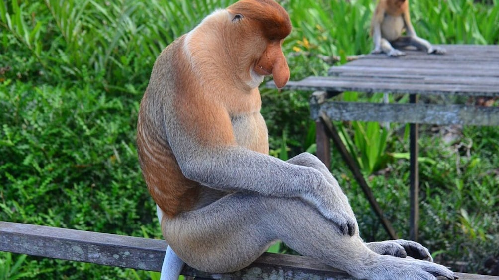 3 Days Tanjung Puting Wooden Boat & Orangutan Tour