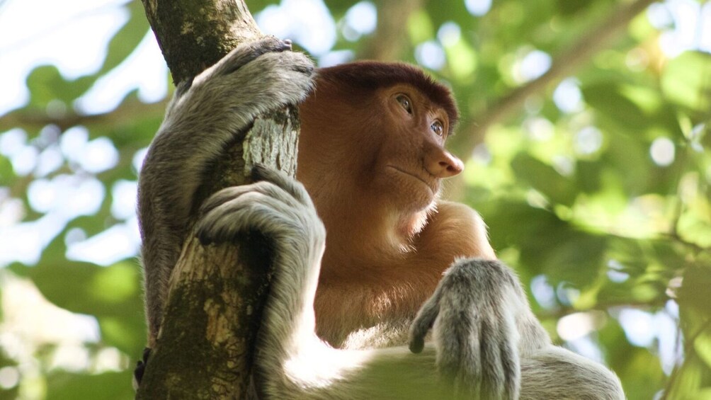 3 Days Tanjung Puting Wooden Boat & Orangutan Tour