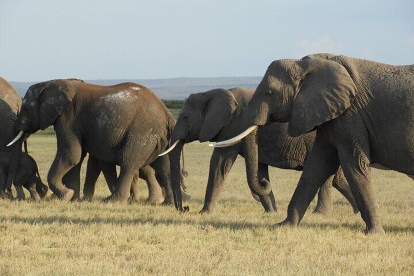 Amboseli Day Tour from Nairobi