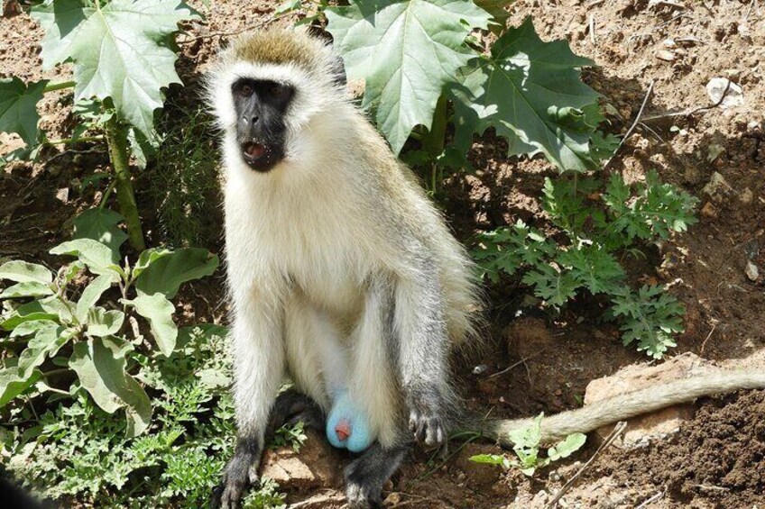 Amboseli Day Tour from Nairobi