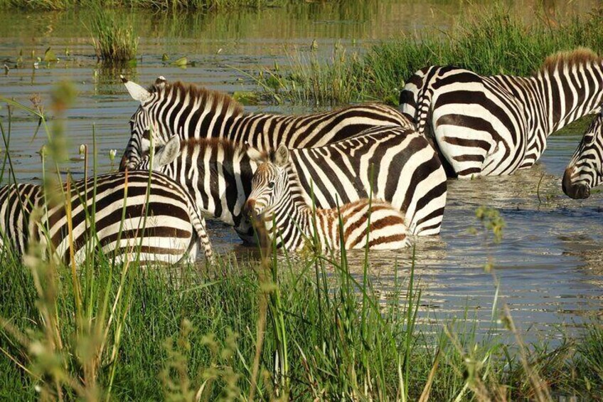 Amboseli Day Tour from Nairobi