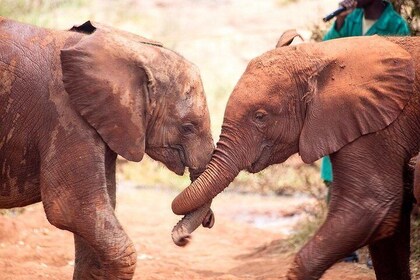 Safari,nairobi National Park/elephant & Giraffe Visits