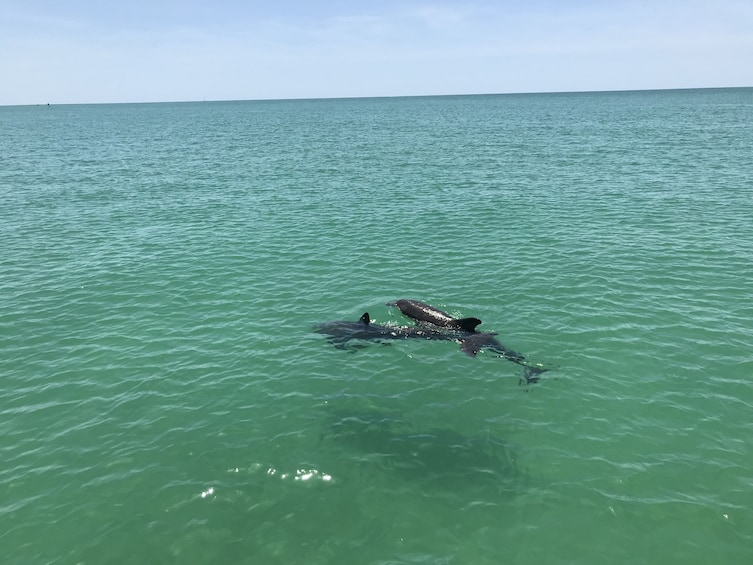 Egmont Key Snorkeling Dolphin Cruise