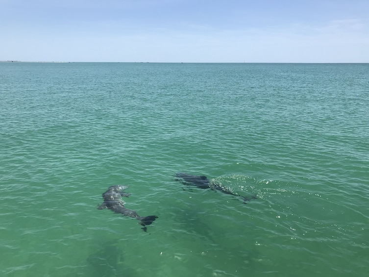 Dolphin Shelling Snorkeling Cruise, Shell-Sanddollar key III