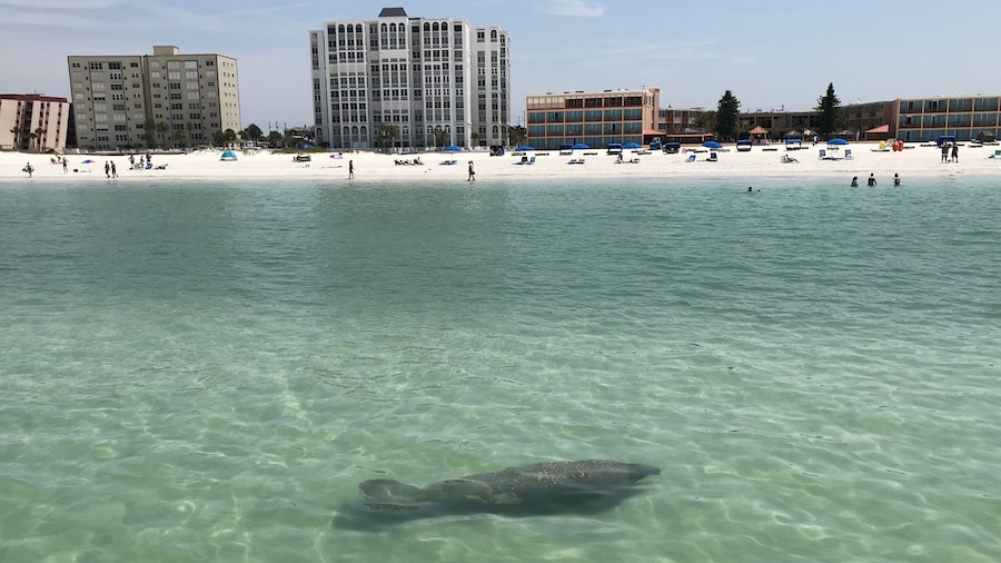 Dolphin Shelling Snorkeling Cruise, Shell-Sanddollar key III