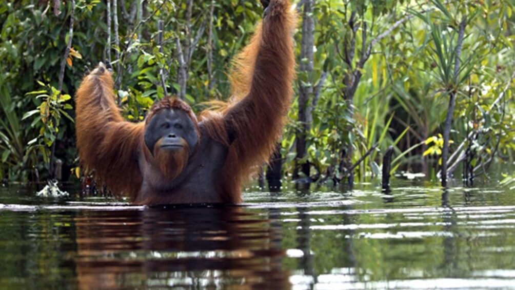 borneo river cruise orangutan