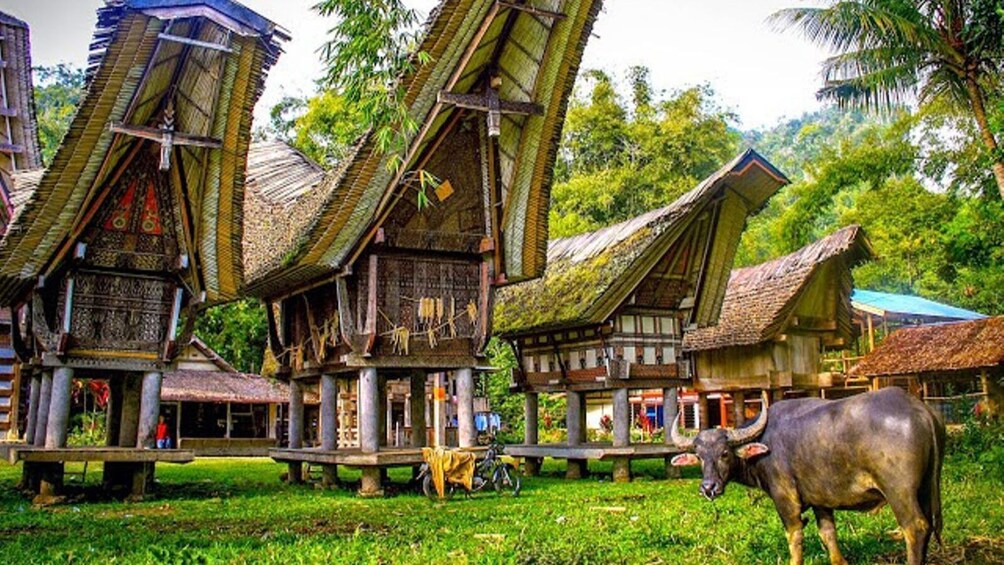 3 Days Tana Toraja Private Tour from Makassar