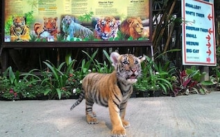 TIGER KINGDOM PHUKET BIG TIGER IN PHUKET