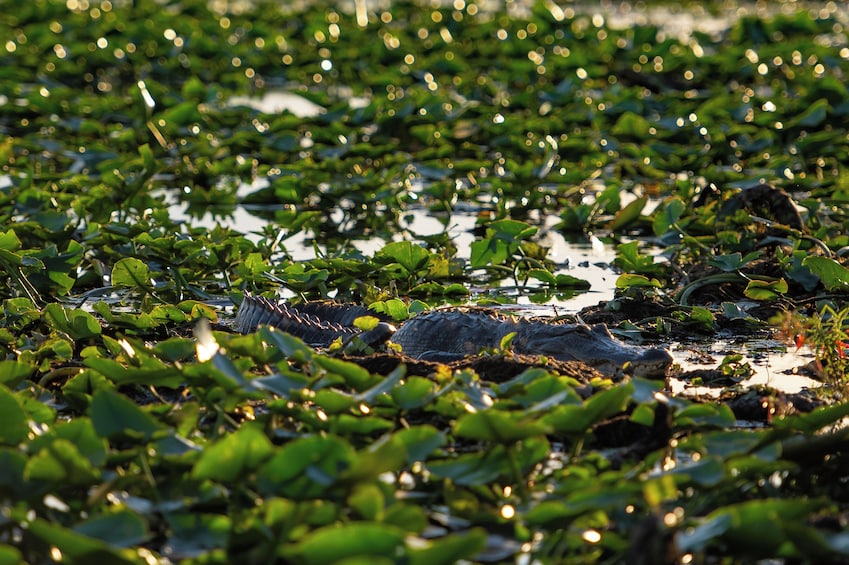 Scenic 30 Minute Airboat Tour