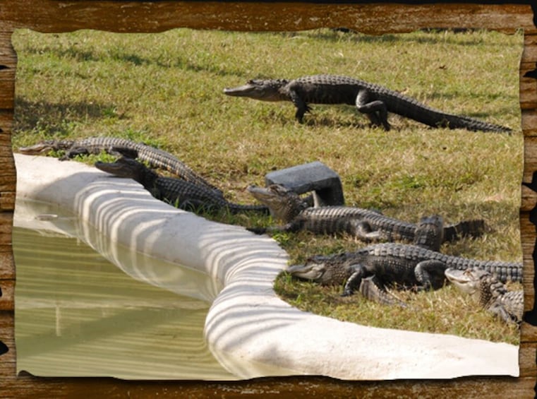 Scenic 30 Minute Airboat Tour