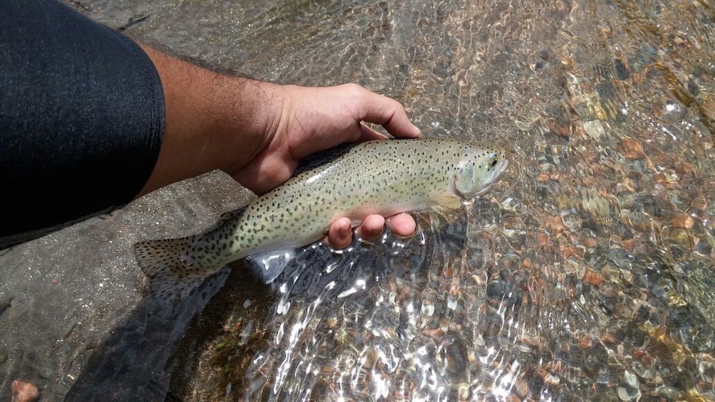 Show item 1 of 6. Fly Fishing on Private Andean River Including Barbecue