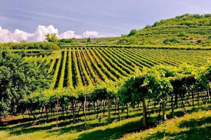 Valpolicella - The wine paradise