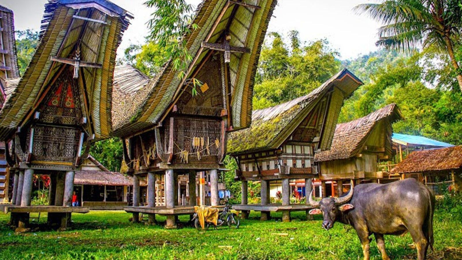 4 Days Tana Toraja Cultural Tour From Makassar