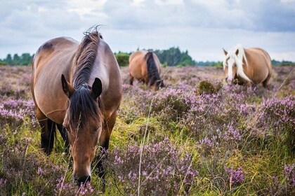 New Forest Day Out Private Tour from Southampton