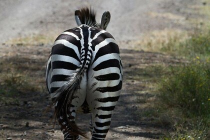 Nairobi National Park/elephant & Giraffe Tours