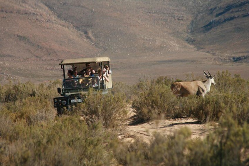 Aquila Safari Private Game Reserve Sunset Game Drive