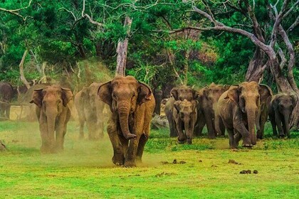 Udawalawe National Park Safari from Colombo