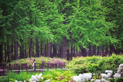 Nami Island + Garden of Morning Calm 1D Tour (SA)