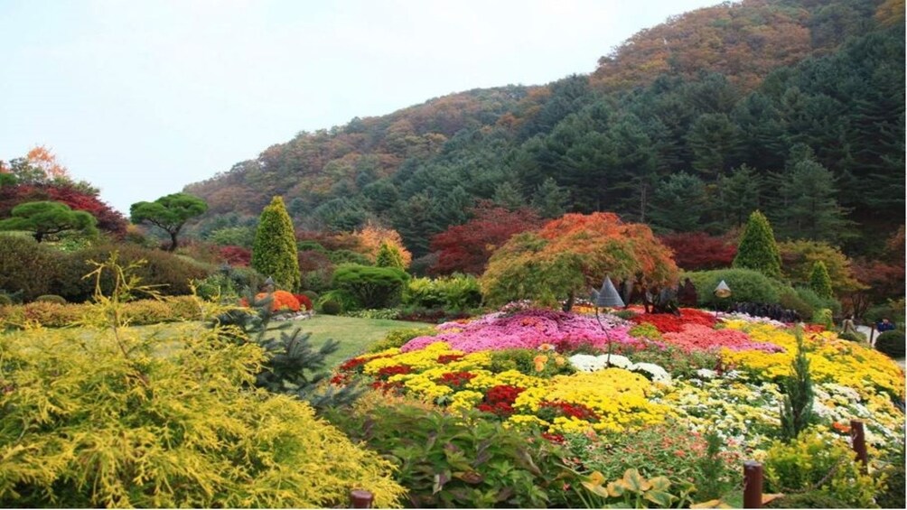 (Gratis meal)Nami Island Petite France+Garden of MorningCalm