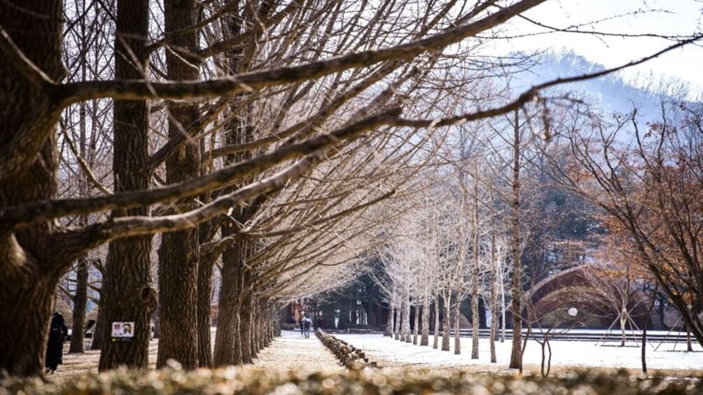 (Gratis meal) Nami Island + Petite France (by SA tour)