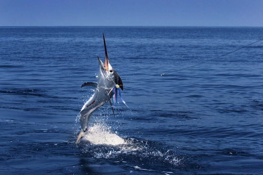 Racha Island Game Fishing & Trolling From Phuket